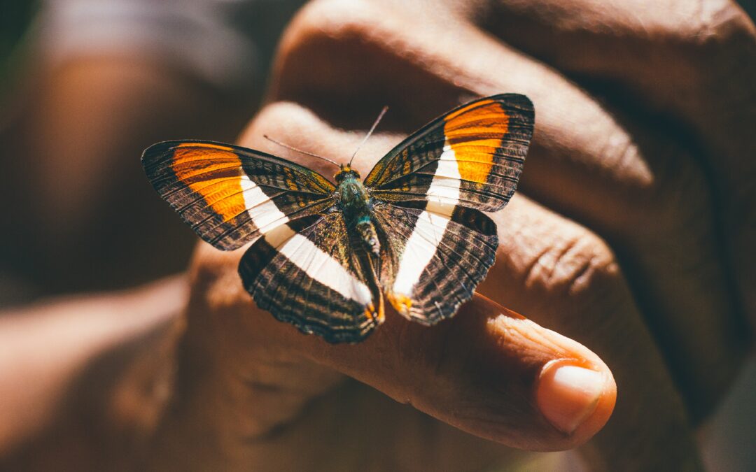 Amplify Ability